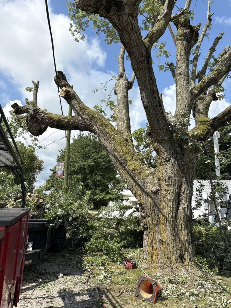 Lafayette IN Tree Removal Services | Doin' It Wells